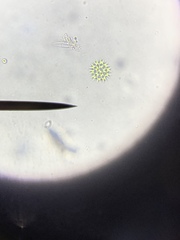 Lacunastrum gracillimum