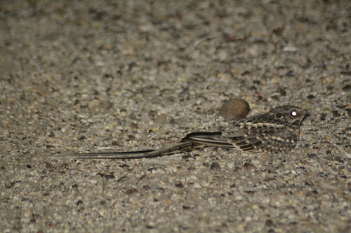 Scissor-tailed Nightjar (Hydropsalis torquata)