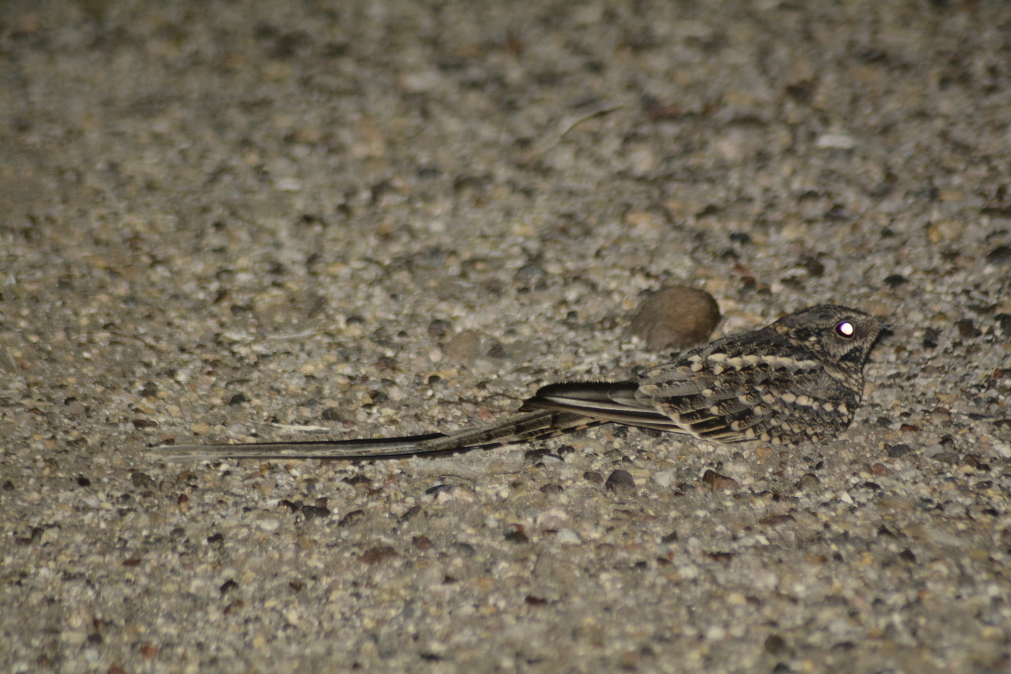 Scissor-tailed Nightjar (Hydropsalis torquata)