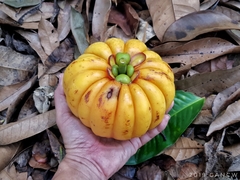 Garcinia atroviridis