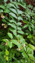 Strophanthus preussii