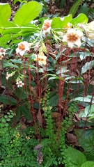 Strophanthus preussii
