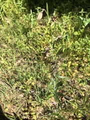 Fritillaria brandegeei