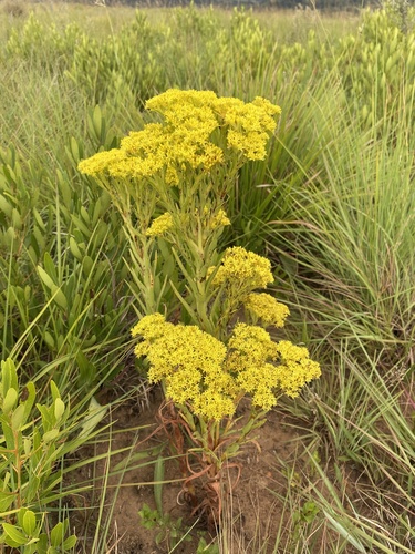 Crassula vaginata