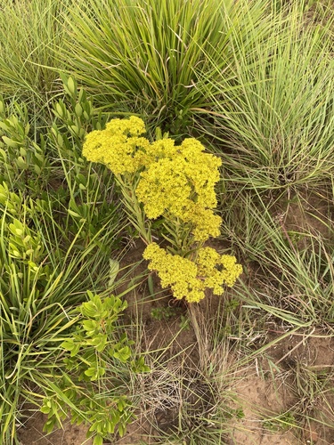 Crassula vaginata