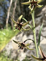 Fritillaria brandegeei