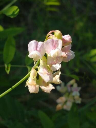 Image of Lathyrus delnorticus by no rights reserved