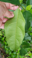 Ficus heteropleura