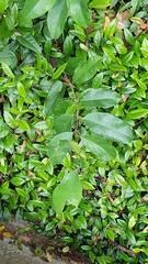 Ficus heteropleura