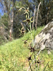 Fritillaria brandegeei