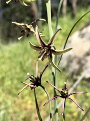 Fritillaria brandegeei