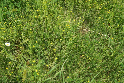 Eleocharis mitracarpa