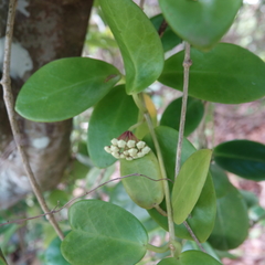 Hoya australis