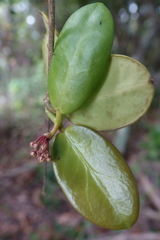 Hoya australis