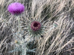 Cirsium neomexicanum