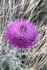 Cirsium neomexicanum
