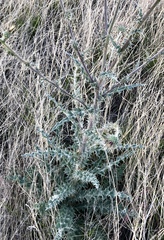 Cirsium neomexicanum