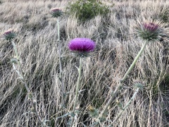 Cirsium neomexicanum