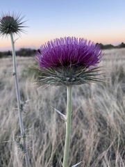 Cirsium neomexicanum