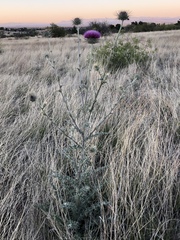 Cirsium neomexicanum