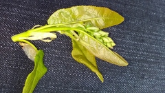 Prunus padus