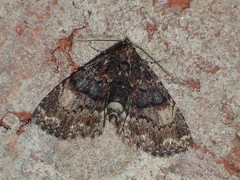 Metalectra richardsi