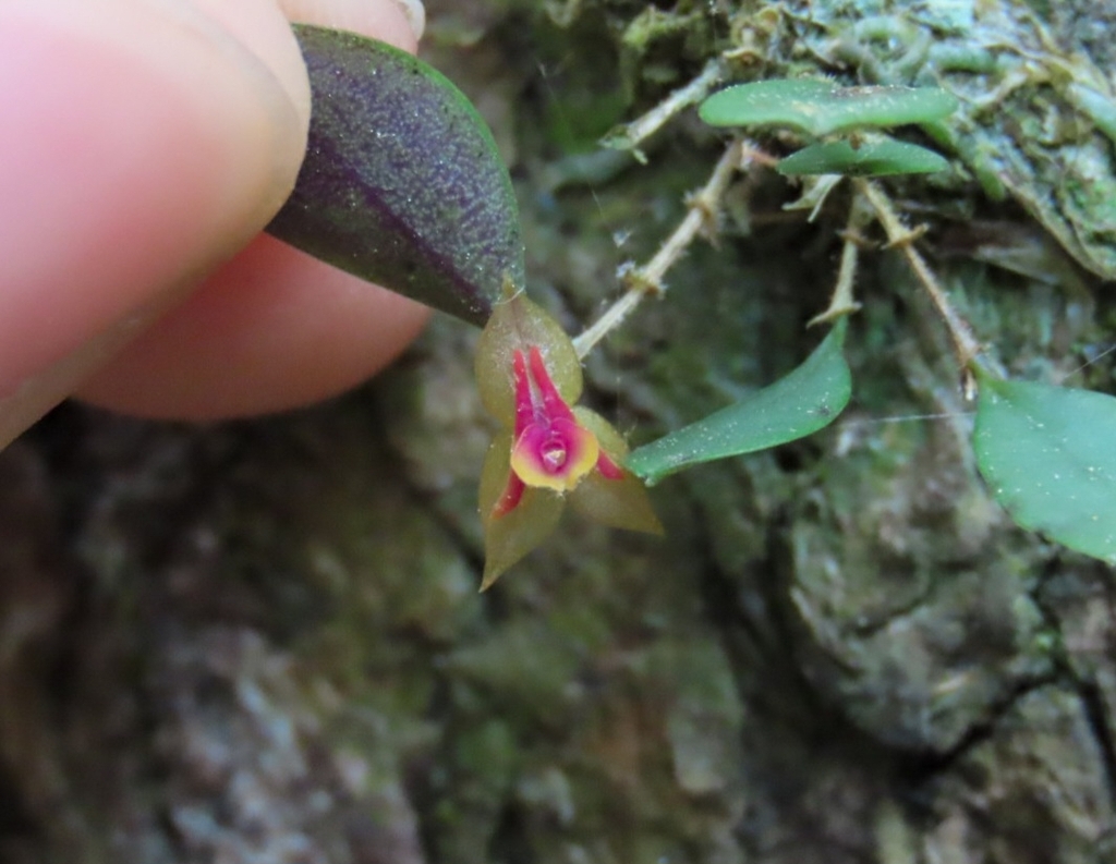 Lepanthes yunckeri