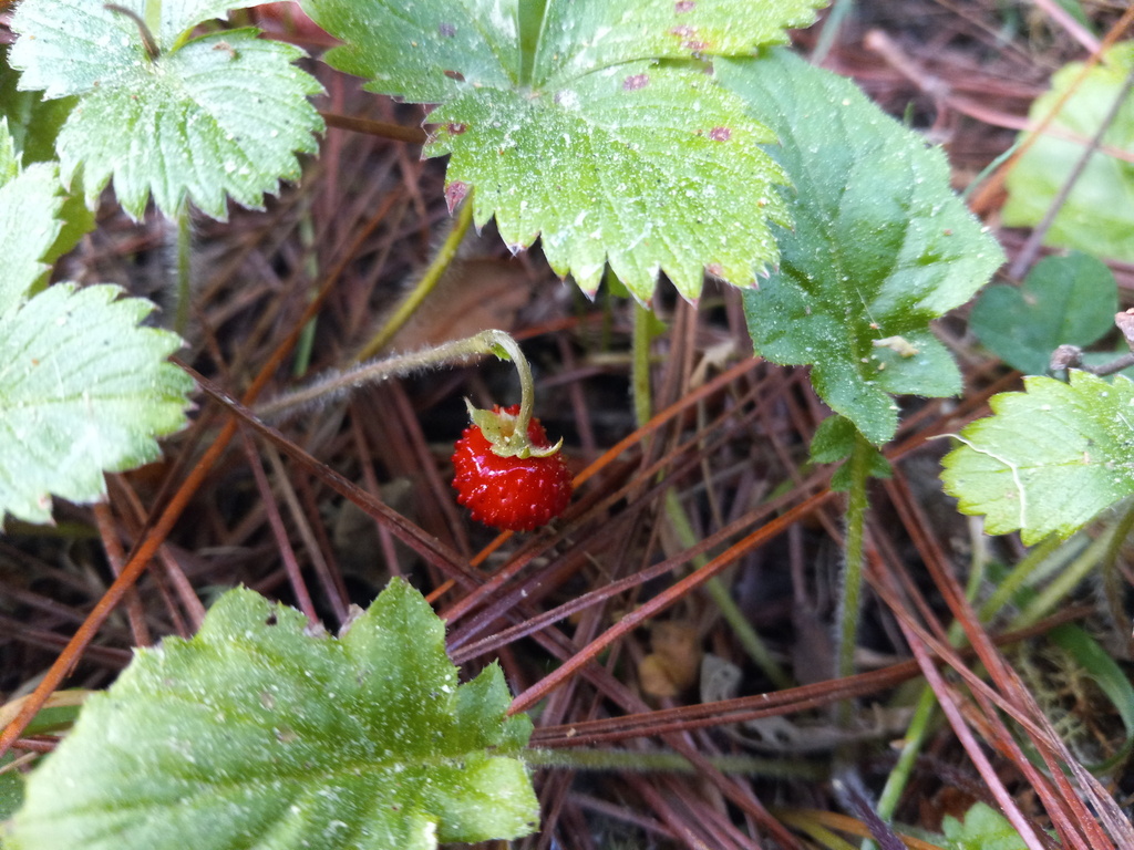 strawberries from Duverge, Dominican Republic on March 11, 2024 at 0724 AM by Martin Reith