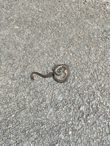 Diamond Python sighting