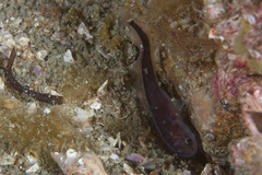 Slimy Cuskeel photo 2