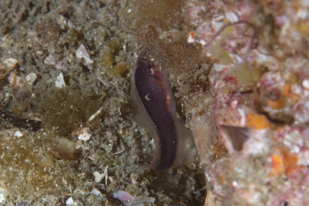 Slimy Cuskeel