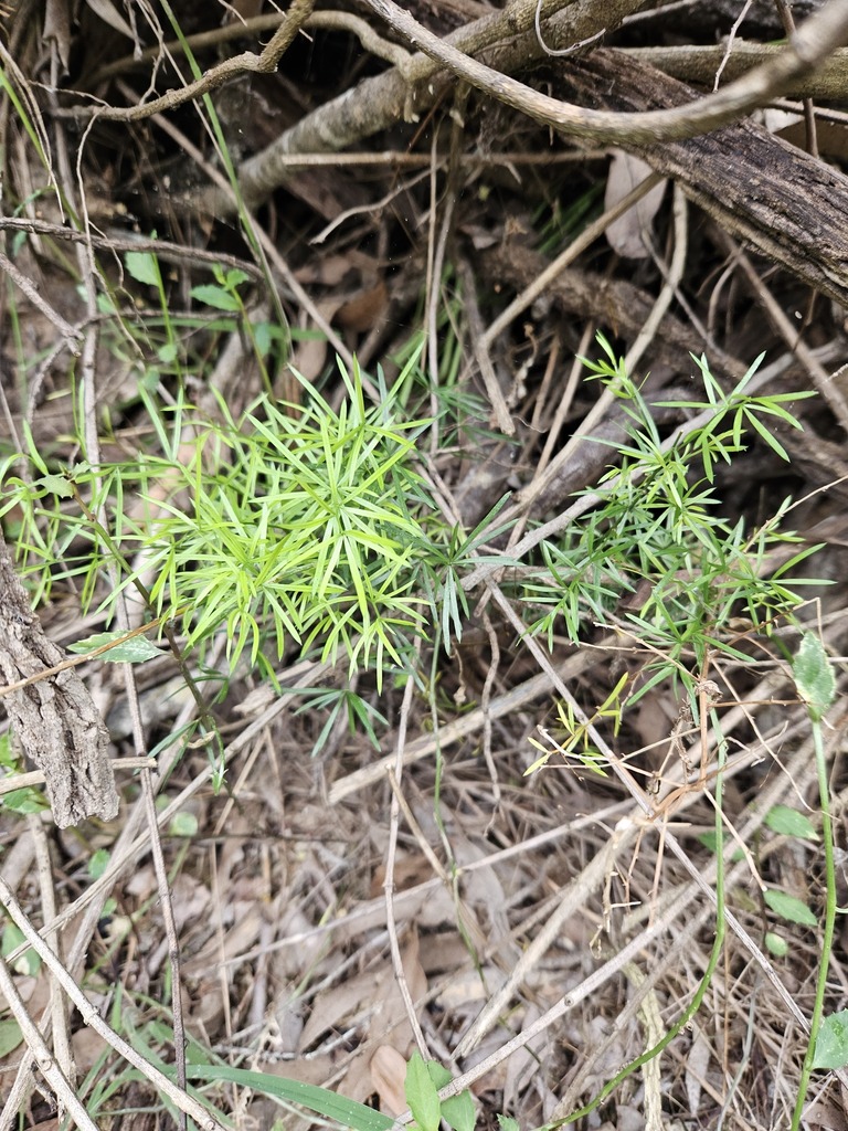 African Asparagus in March 2024 by PeterCopping · iNaturalist