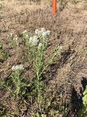 Lepidium thurberi