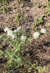 Lepidium thurberi