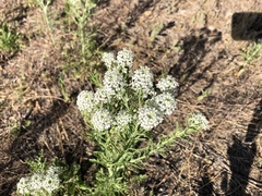 Lepidium thurberi