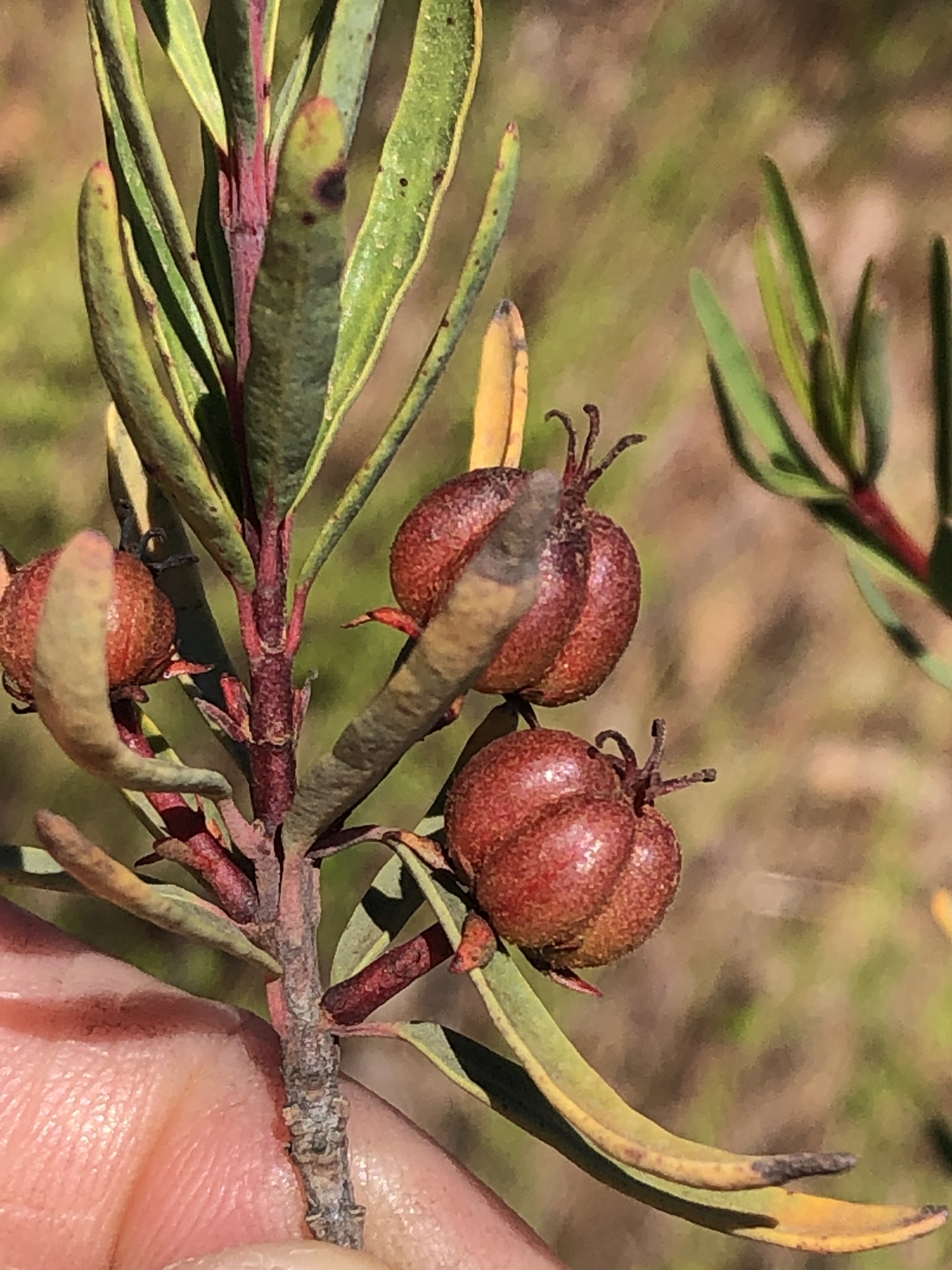 Tetracoccus dioicus