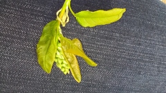 Prunus padus
