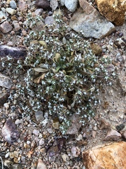 Chorizanthe spinosa