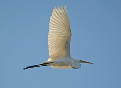 Ardea alba