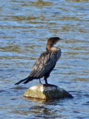 Nannopterum brasilianum