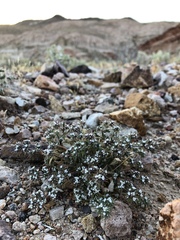 Chorizanthe spinosa