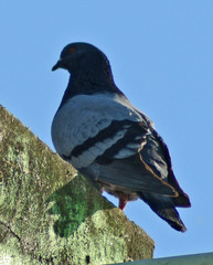 Columba livia domestica