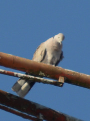 Streptopelia decaocto