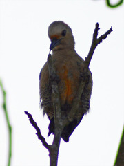 Melanerpes aurifrons