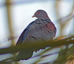 Patagioenas flavirostris