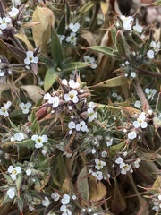 Chorizanthe spinosa