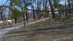 Prunus padus