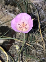 Calochortus striatus