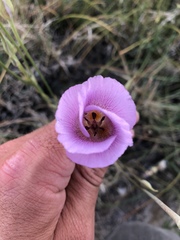 Calochortus striatus