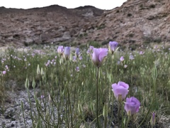 Calochortus striatus